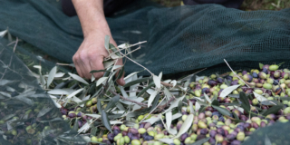 INTERNOOlioRaineri-raccolta-olive INTERNOOlioRaineri-raccolta-olive