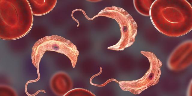 Malattia del sonno: si studia un vaccino