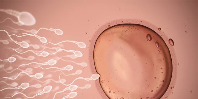 Fecondazione eterologa: a causa del Covid-19, -15% di gameti donati