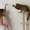 La malattia da graffio di gatto è più frequente nei bambini che giocano in maniera un po' troppo energica con il gatto, sebbene l'infezione capiti più spesso se si tratta di un gatto randagio, non è escluso che possa essere trasmessa anche dal gatto di casa