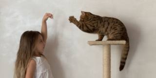La malattia da graffio di gatto è più frequente nei bambini che giocano in maniera un po' troppo energica con il gatto, sebbene l'infezione capiti più spesso se si tratta di un gatto randagio, non è escluso che possa essere trasmessa anche dal gatto di casa