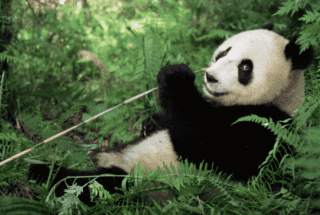 campi estivi WWF campi estivi WWF