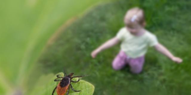Puntura di zecca: cosa fare? Sintomi e come curarla se capita ai bambini