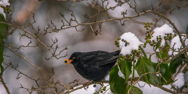 Giorni della merla: proverbio e significato degli ultimi 3 giorni di gennaio