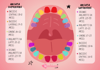 tabella comparsa denti da latte tabella comparsa denti da latte