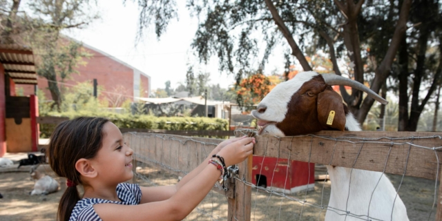 10 cascine e agriturismi con animali vicino Milano dove andare con i bambini