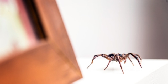 Ragno violino: come riconoscerne il morso e a quali sintomi fare attenzione