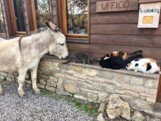 Bio Agriturismo Fattoria Lischetto Bio Agriturismo Fattoria Lischetto