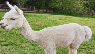 Agriturismo Lucatello Agriturismo Lucatello