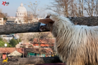 La Fattorietta Roma La Fattorietta Roma