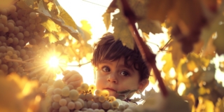 Vendemmia con bambini 2024: 17 appuntamenti da non perdere in tutta Italia