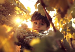 Vendemmia con bambini 2024: 17 appuntamenti da non perdere in tutta Italia