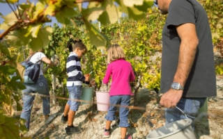vendemmia-bambini-fontanette vendemmia-bambini-fontanette