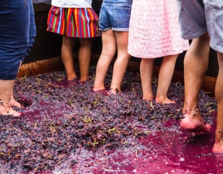 Vendemmia Zerbosco Vendemmia Zerbosco