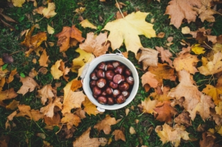 Boschi di castagne dove portare i bambini: l’elenco dei più famosi in Italia