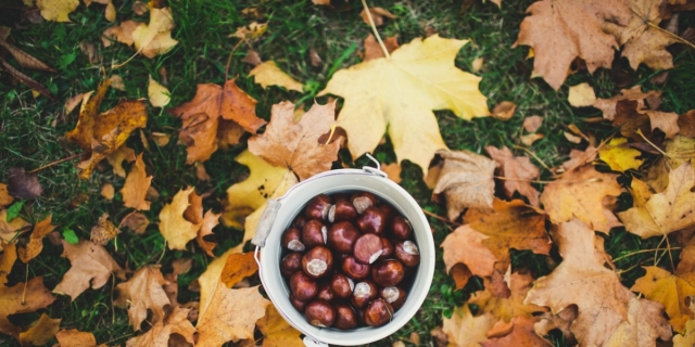 25 Boschi di castagne dove andare con i bambini