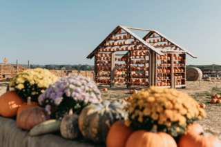 campi-zucca-fattoria-zucca-roma