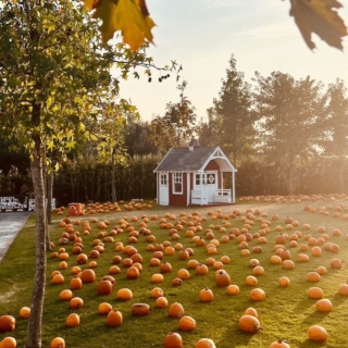 campi-zucche-giardinodellezucchepp