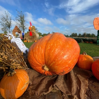 campi-zucche-lezucchedelbrenta