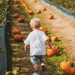 campi-zucche-mirtillidisanvito