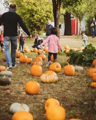 campi-zucche-puravidafarm