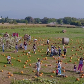 campi-zucche-tulipania