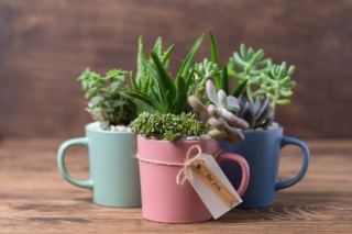 Bomboniera piantina per Cresima