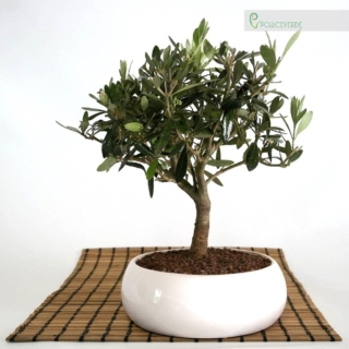 bomboniere-comunione-bonsai bomboniere-comunione-bonsai