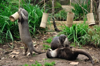 Carnevale al Bioparco di Roma Carnevale al Bioparco di Roma