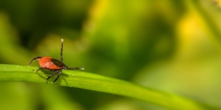 Adolescente muore dopo una puntura di zecca, il parere del dottor Alberto Tomasi