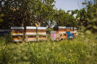 bomboniere-cresima-alveare