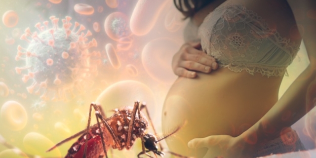 Chikungunya virus in Italia: sintomi, rischi e cure secondo il virologo Pregliasco