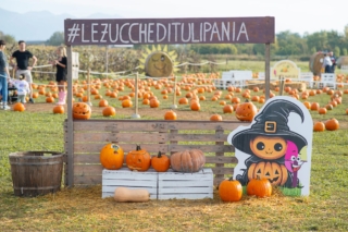 zucche tulipania zucche tulipania