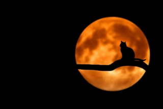Filastrocche Halloween Filastrocche Halloween