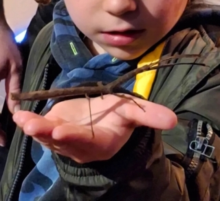 mostre-bambini-napoli-insetti