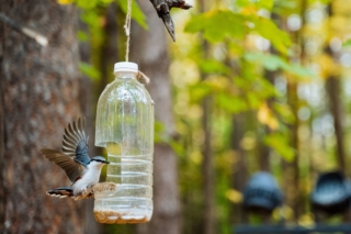 mangiatoia per uccelli