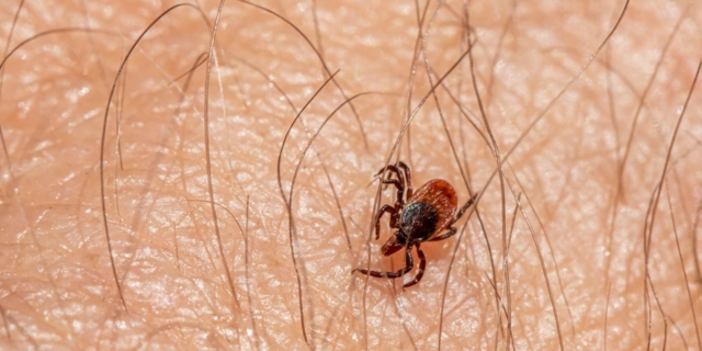 Rickettsiosi: sintomi e come si cura