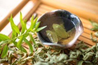 intossicazione da verbena
