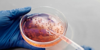 Riserva ovarica: cosa indica e i valori importanti per la fertilità