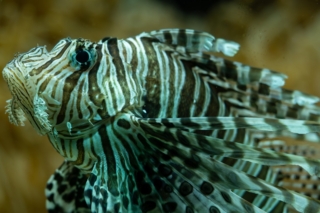 Pesce scorpione Pesce scorpione