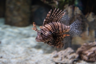 pesce scorpione marrone