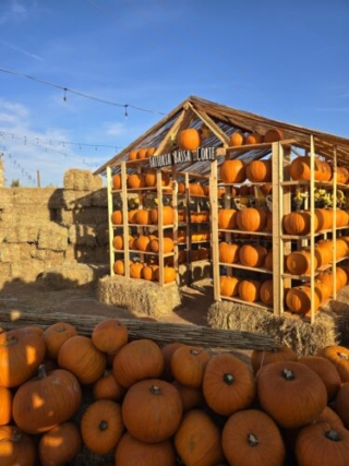 bassa corte pumpkin village bassa corte pumpkin village
