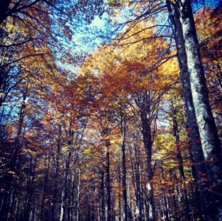 Bosco del Cansiglio