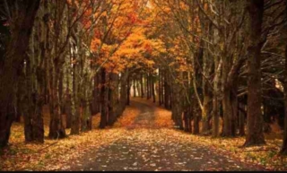 Foresta Umbra