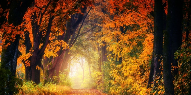 Foliage: 15 luoghi dove vedere l’autunno con i bambini