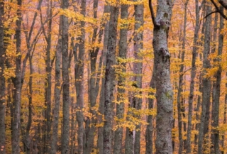 Parco Foreste Casentinesi