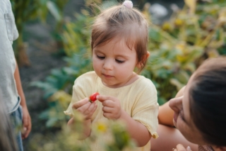 Pomodorini e salmonella Pomodorini e salmonella