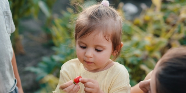 Salmonella e pomodori crudi: cosa rischiano i nostri figli?
