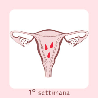1° Settimana di gravidanza