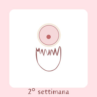 2° Settimana di gravidanza